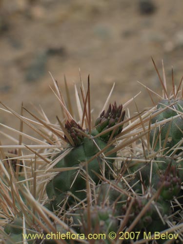 Фотография Cylindropuntia tunicata (). Щелкните, чтобы увеличить вырез.