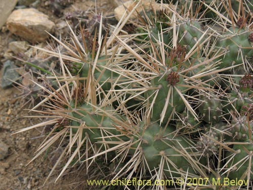 Фотография Cylindropuntia tunicata (). Щелкните, чтобы увеличить вырез.