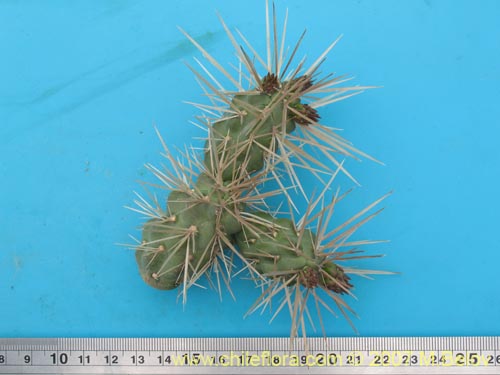 Cylindropuntia tunicata的照片