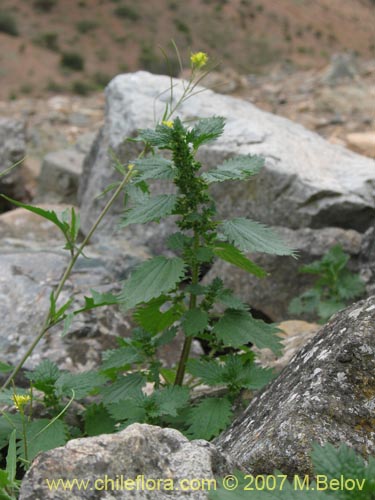 Imágen de Urtica urens (). Haga un clic para aumentar parte de imágen.