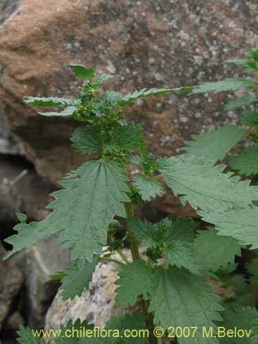 Bild von Urtica urens (). Klicken Sie, um den Ausschnitt zu vergrössern.