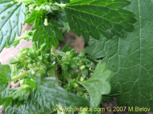 Bild von Urtica urens (). Klicken Sie, um den Ausschnitt zu vergrössern.