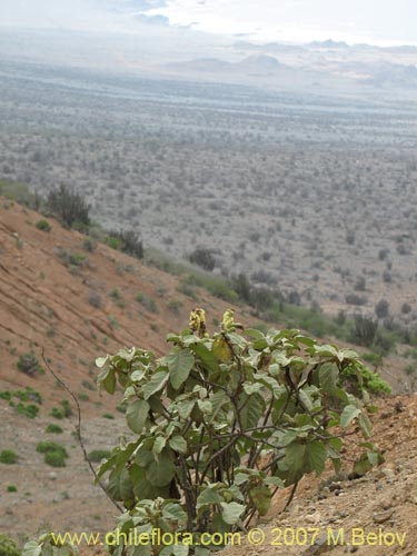 Фотография Croton chilensis (). Щелкните, чтобы увеличить вырез.