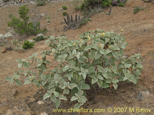 Image of Croton chilensis (). Click to enlarge parts of image.