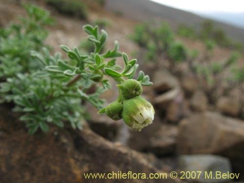 Imágen de Bahia ambrosoides (Chamiza blanca / Manzanilla cimarrona). Haga un clic para aumentar parte de imágen.