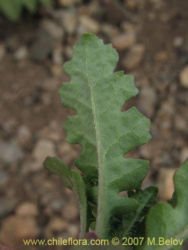 Image of Unidentified Plant sp. #2171 (). Click to enlarge parts of image.