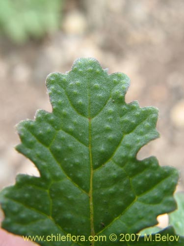 没断定的植物 sp. #2171的照片