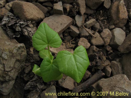 Bild von Sicyos bryoniifolius (). Klicken Sie, um den Ausschnitt zu vergrössern.