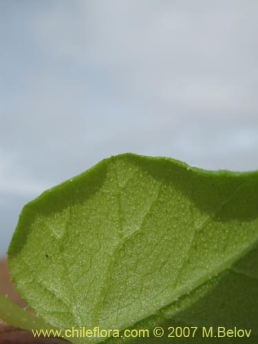 Bild von Sicyos bryoniifolius (). Klicken Sie, um den Ausschnitt zu vergrössern.