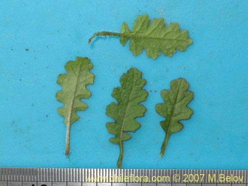Image of Plant sp. (). Click to enlarge parts of image.