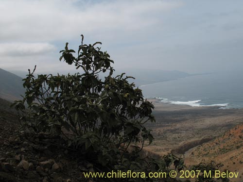 Croton chilensisの写真