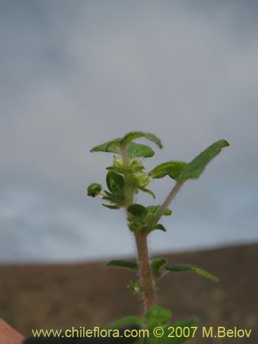 Parietaria debilis的照片