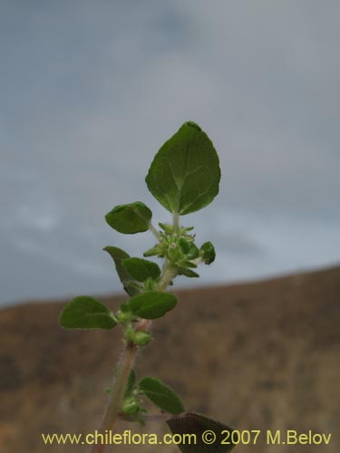 Parietaria debilis의 사진