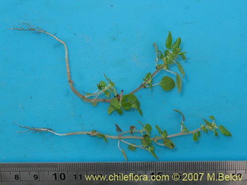 Image of Parietaria debilis (). Click to enlarge parts of image.