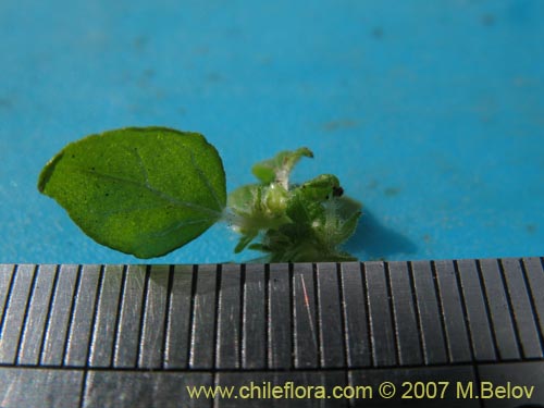 Image of Parietaria debilis (). Click to enlarge parts of image.