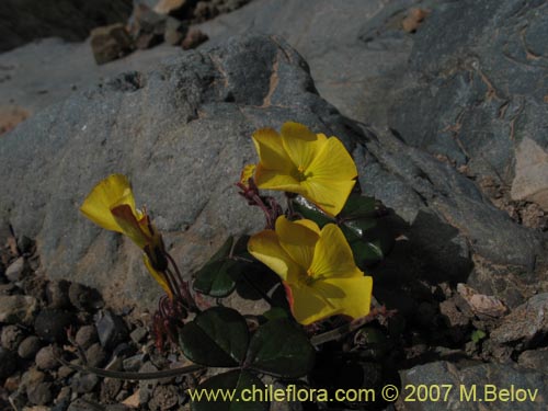 Image of Oxalis bulbocastanum (Vinagrillo / Papa chiñaque). Click to enlarge parts of image.