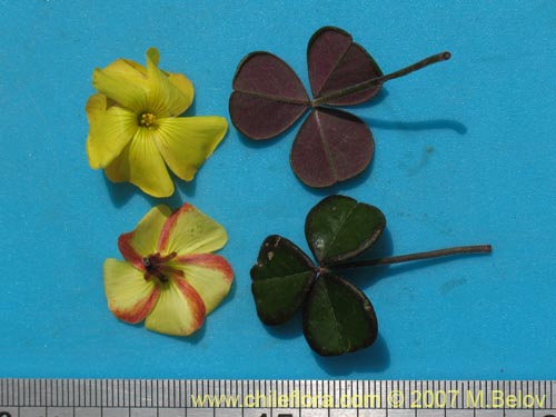 Image of Oxalis bulbocastanum (Vinagrillo / Papa chiaque). Click to enlarge parts of image.