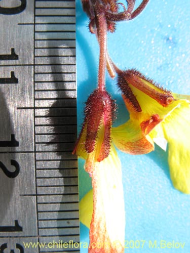 Image of Oxalis bulbocastanum (Vinagrillo / Papa chiñaque). Click to enlarge parts of image.