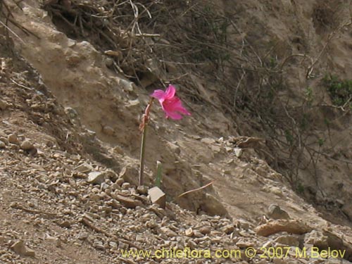 Imágen de Rhodophiala laeta (Añañuca rosada). Haga un clic para aumentar parte de imágen.