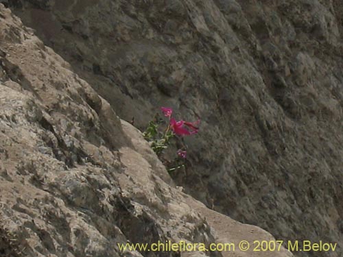 Imágen de Rhodophiala laeta (Añañuca rosada). Haga un clic para aumentar parte de imágen.