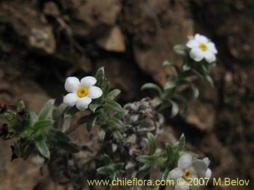 Cryptantha subamplexicaulis의 사진