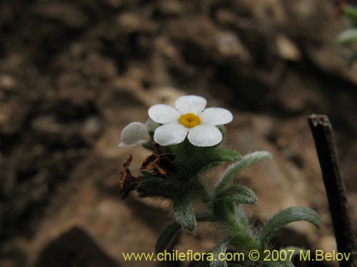 Cryptantha subamplexicaulis의 사진