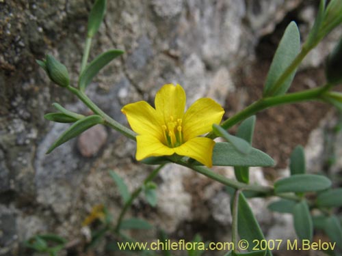 Imágen de Linum paposanum (). Haga un clic para aumentar parte de imágen.