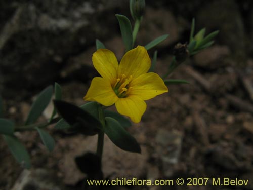 Imágen de Linum paposanum (). Haga un clic para aumentar parte de imágen.