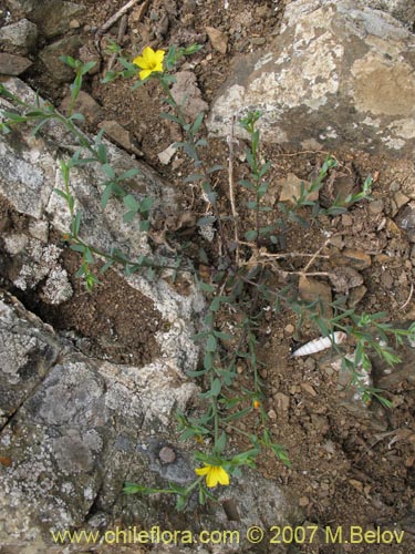 Imágen de Linum paposanum (). Haga un clic para aumentar parte de imágen.