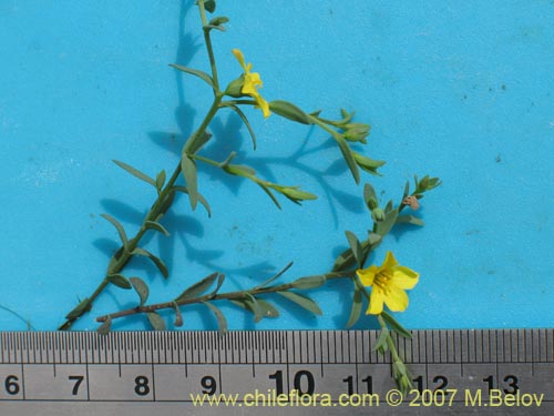 Image of Linum paposanum (). Click to enlarge parts of image.