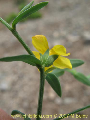 Imágen de Linum paposanum (). Haga un clic para aumentar parte de imágen.