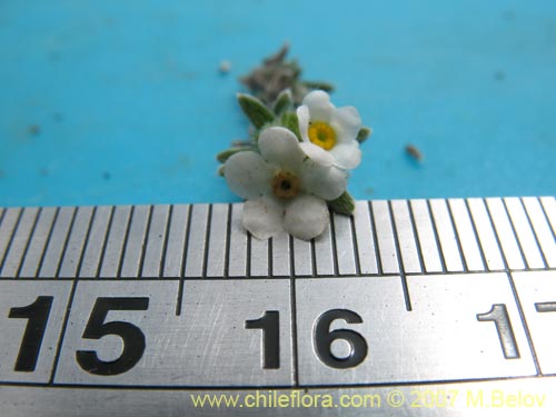 Cryptantha subamplexicaulis의 사진