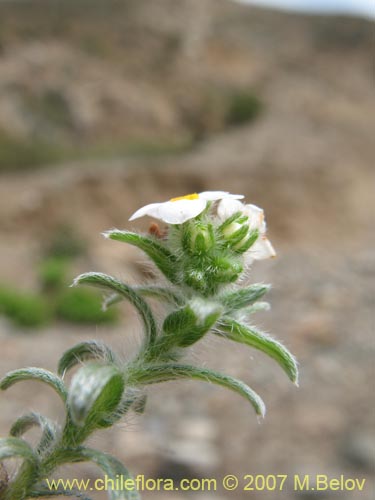 Bild von Cryptantha subamplexicaulis (). Klicken Sie, um den Ausschnitt zu vergrössern.