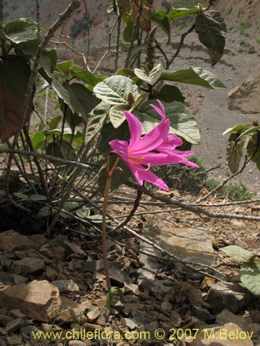 Bild von Rhodophiala laeta (Añañuca rosada). Klicken Sie, um den Ausschnitt zu vergrössern.