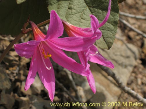 Фотография Rhodophiala laeta (Añañuca rosada). Щелкните, чтобы увеличить вырез.