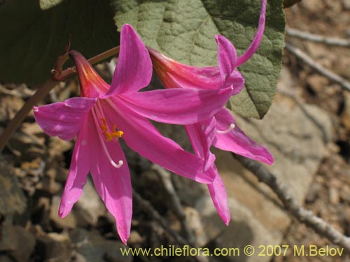 Image of Rhodophiala laeta (Añañuca rosada). Click to enlarge parts of image.