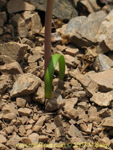 Image of Rhodophiala laeta (Añañuca rosada). Click to enlarge parts of image.