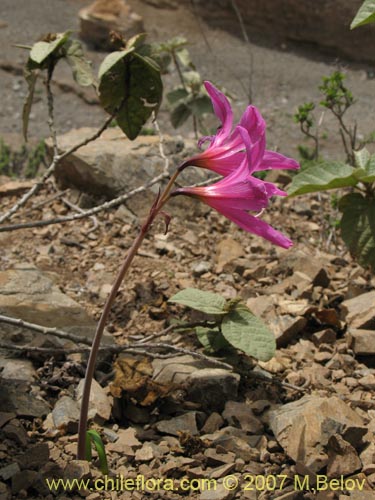 Bild von Rhodophiala laeta (Añañuca rosada). Klicken Sie, um den Ausschnitt zu vergrössern.