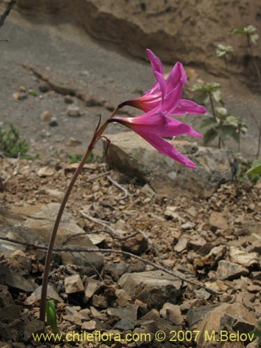 Imágen de Rhodophiala laeta (Añañuca rosada). Haga un clic para aumentar parte de imágen.