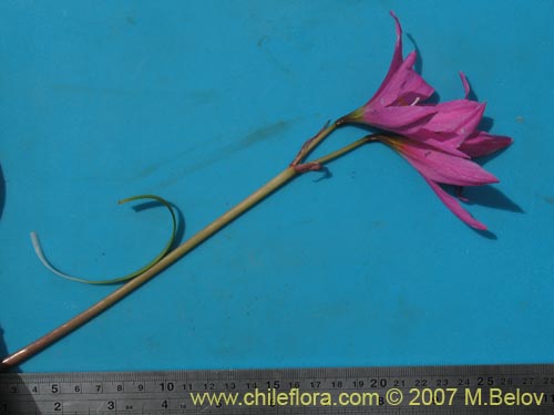 Фотография Rhodophiala laeta (Añañuca rosada). Щелкните, чтобы увеличить вырез.