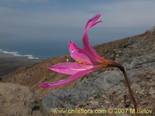 Bild von Rhodophiala laeta (Añañuca rosada). Klicken Sie, um den Ausschnitt zu vergrössern.