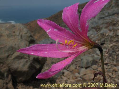 Image of Rhodophiala laeta (Añañuca rosada). Click to enlarge parts of image.