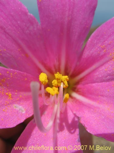 Bild von Rhodophiala laeta (Añañuca rosada). Klicken Sie, um den Ausschnitt zu vergrössern.