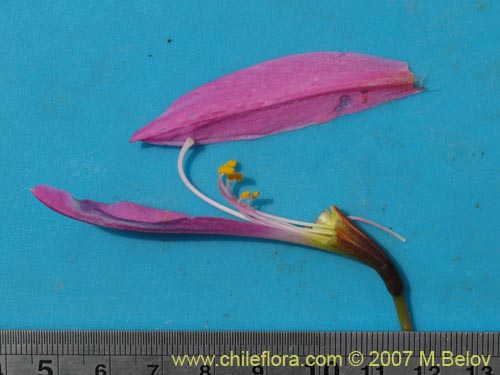 Image of Rhodophiala laeta (Añañuca rosada). Click to enlarge parts of image.