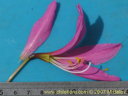 Image of Rhodophiala laeta (Añañuca rosada). Click to enlarge parts of image.