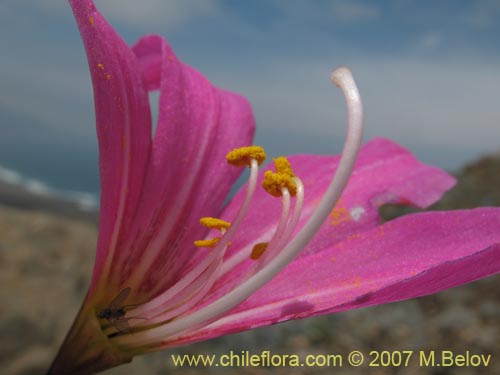 Image of Rhodophiala laeta (Añañuca rosada). Click to enlarge parts of image.