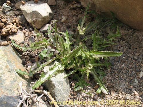 Image of Unidentified Plant sp. #3008 (). Click to enlarge parts of image.