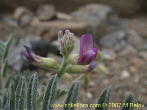 Astragalus paposanus的照片