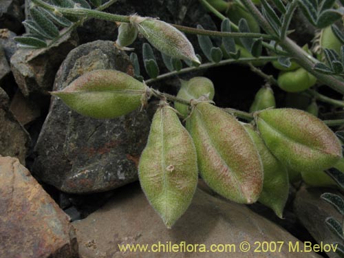 Astragalus paposanus의 사진