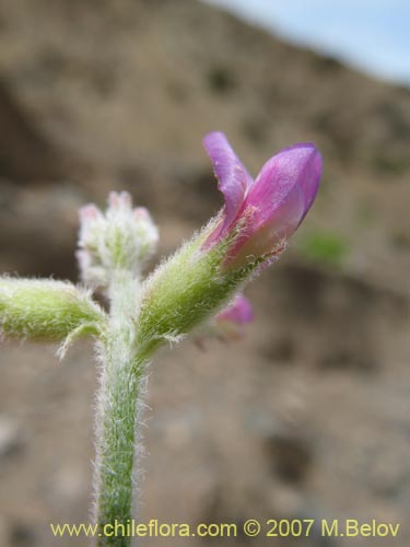 Astragalus paposanus的照片